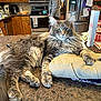 cat, fluffy_cat, kitchen, countertop, man, plaid_shirt, refrigerator, microwave, stove, paper_towel, cupboard, domestic, indoor, pet, relaxed, feline, household, gray_cat, long_hair, appliance