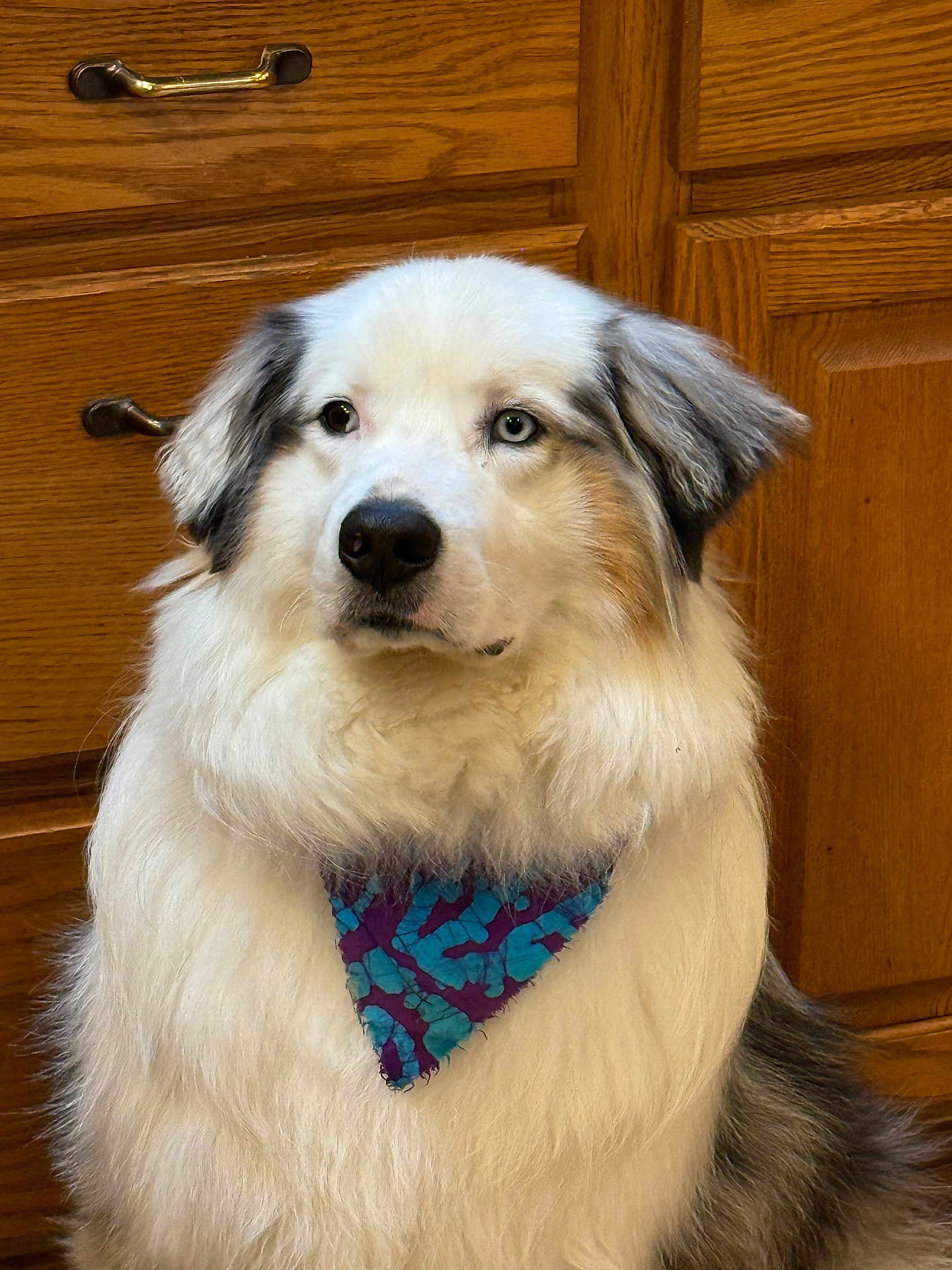 Blue Zimmer joined the competition — help win amazing prizes! dog, bandana, fluffy, white_fur, gray_fur, blue_eyes, black_nose, indoor, wooden_cabinet, pet, portrait, close_up, calm, domestic_animal, canine, fur, animal_accessory, kitchen, sitting, cute