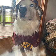 Blue Zimmer joined the competition — help win amazing prizes! dog, pet, indoor, sportswear, jersey, hat, blue_eyes, fluffy_fur, glass_door, wooden_deck, basket, blanket, light, window, animal, canine, portrait, sitting, casual, team_spirit