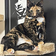 Momo is registered to the contest to win money with this photo: cat, tortoiseshell, feline, pet, cat_tree, perch, portrait, indoor, poster, black_and_white, green_eyes, whiskers, paws, fur, close_up, sitting, gaze, domestic, soft_texture, background_art