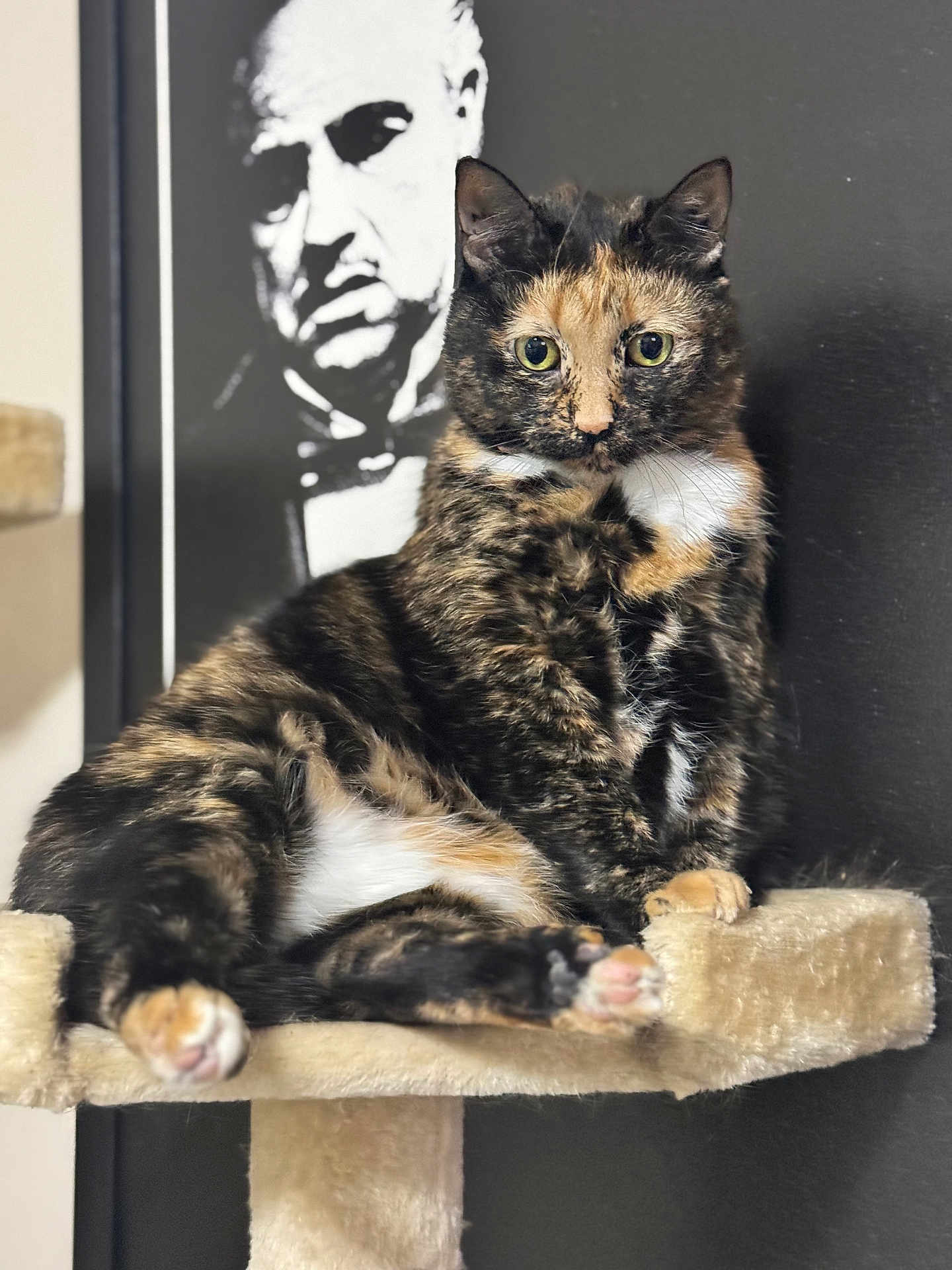 Momo is registered to the contest to win money with this photo: cat, tortoiseshell, feline, pet, cat_tree, perch, portrait, indoor, poster, black_and_white, green_eyes, whiskers, paws, fur, close_up, sitting, gaze, domestic, soft_texture, background_art