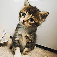 Clementine is registered to the contest to win money with this photo: adorable, animal, carpet, cat, curious, cute, domestic, ears, face, fur, indoor, kitten, looking, pet, sitting, small, tabby, tilted_head, whiskers, young