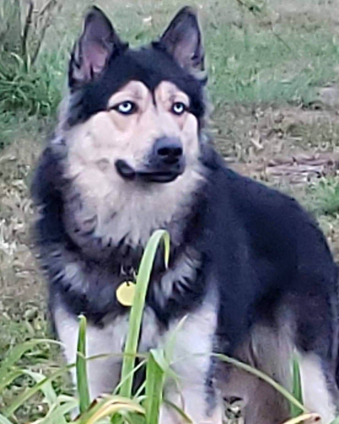 Riley joined the competition — help win amazing prizes! black, canidae, carnivore, collar, companion_dog, dog, dog_breed, fur, grass, grass_family, grey, iris, sled_dog, snapshot, snout, terrestrial_animal, tongue, vertebrate, working_animal, working_dog