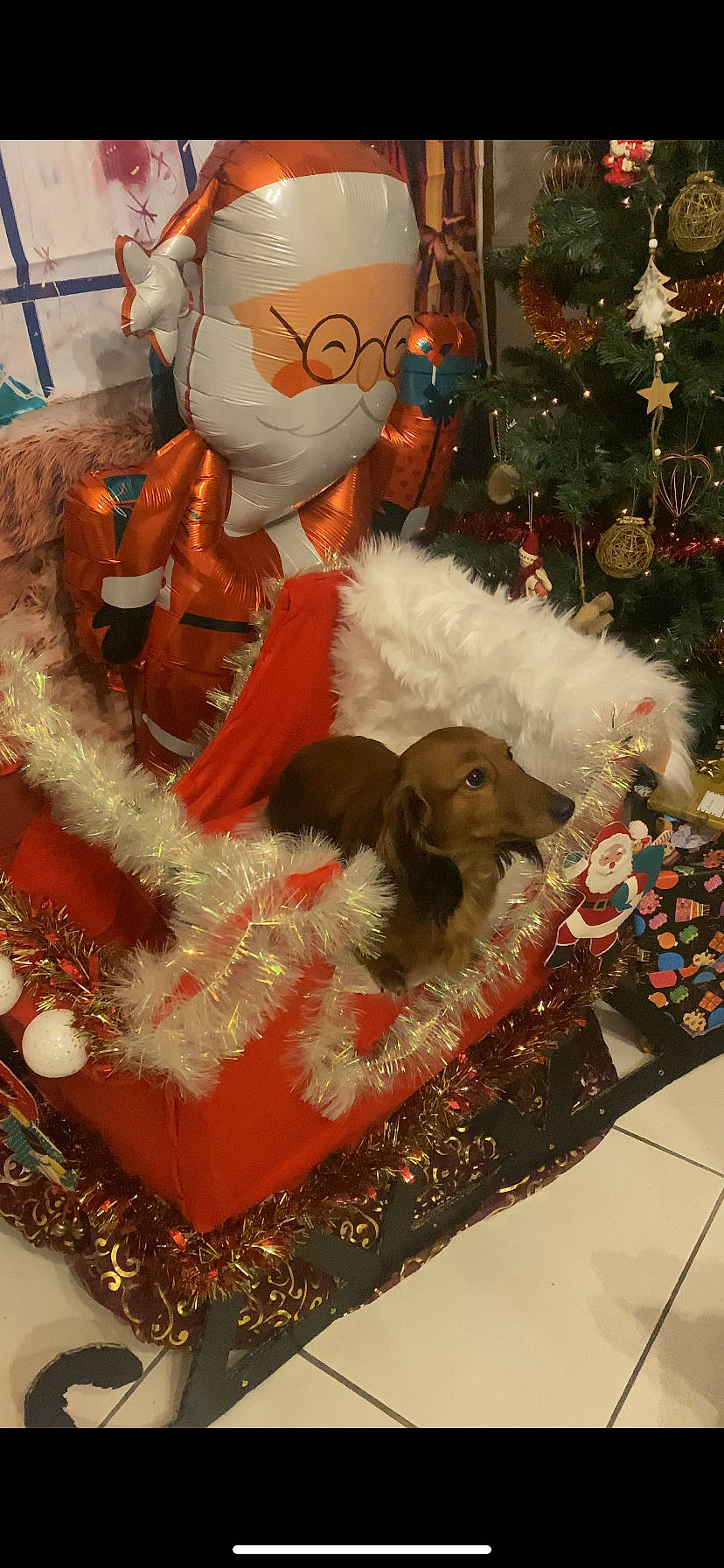 Sally a rejoint le concours — aidez-le/la à gagner de superbes lots ! christmas, christmas_decoration, christmas_eve, christmas_ornament, christmas_tree, conifer, decoration, event, fawn, fur, gift_wrapping, holiday, holiday_ornament, interior_design, ornament, plant, stuffed_toy, toy, tradition, tree