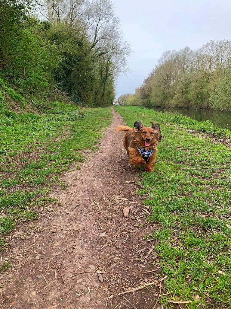 Sally a rejoint le concours — aidez-le/la à gagner de superbes lots ! carnivore, companion_dog, dog, dog_breed, fawn, grass, grassland, groundcover, landscape, natural_landscape, pasture, people_in_nature, plant, road, sky, soil, tail, trail, tree, working_animal