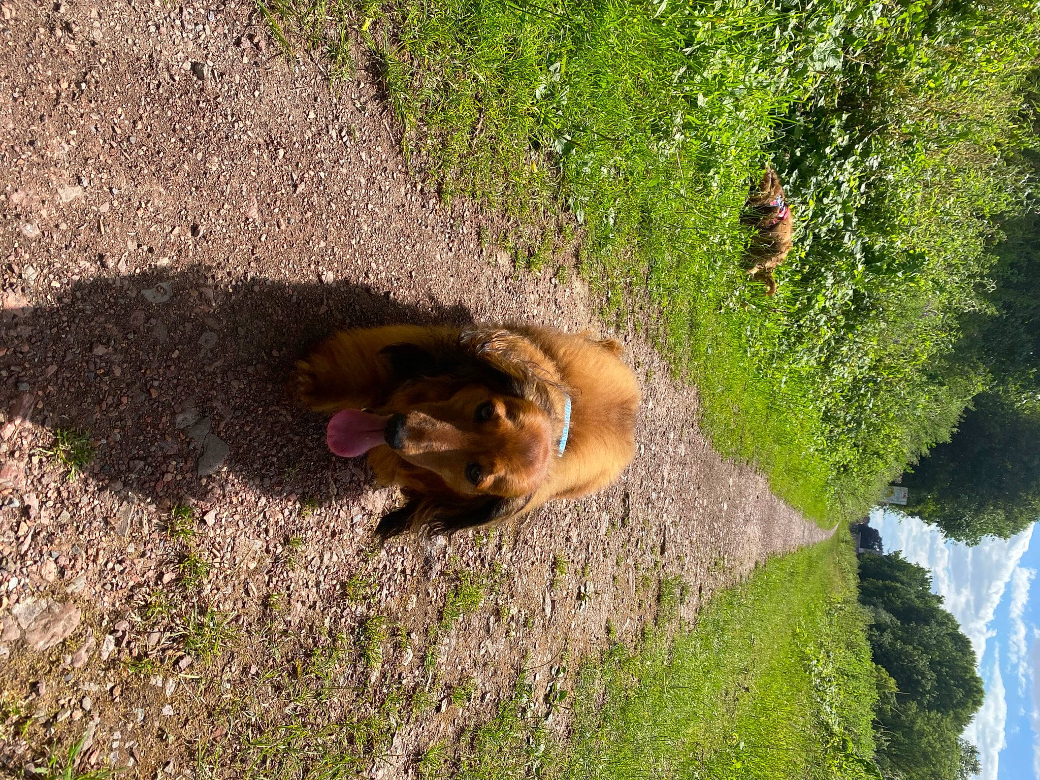 Sally participe au concours pour gagner de l'argent avec cette photo : asphalt, canidae, carnivore, companion_dog, dog, dog_breed, fawn, grass, grass_family, groundcover, plant, road_surface, shadow, soil, sporting_group, tail, terrestrial_animal, tree, waterfall, working_animal