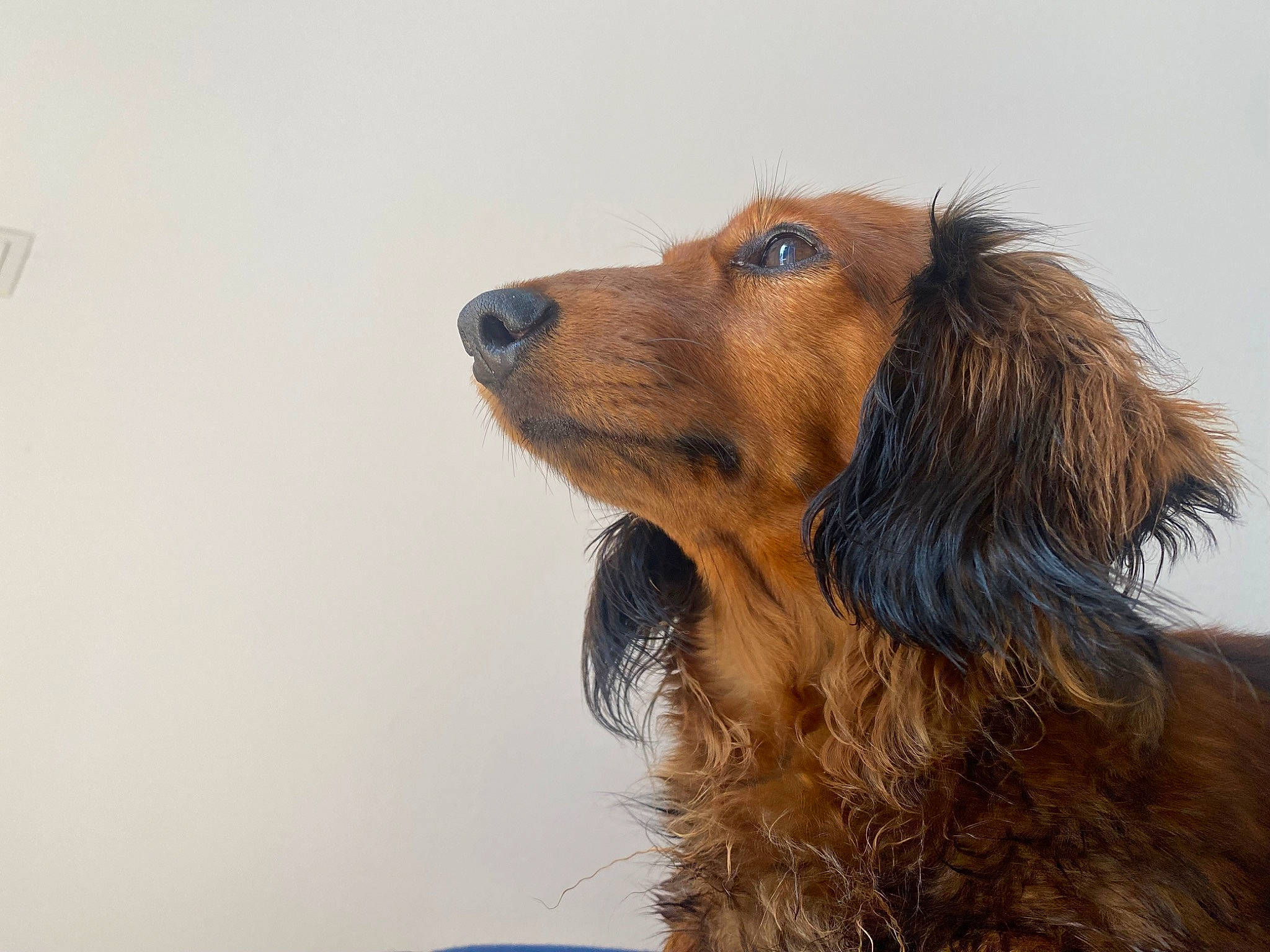 Sally participe au concours pour gagner de l'argent avec cette photo : canidae, carnivore, companion_dog, dog, dog_breed, fur, gun_dog, hunting_dog, liver, whiskers, working_dog