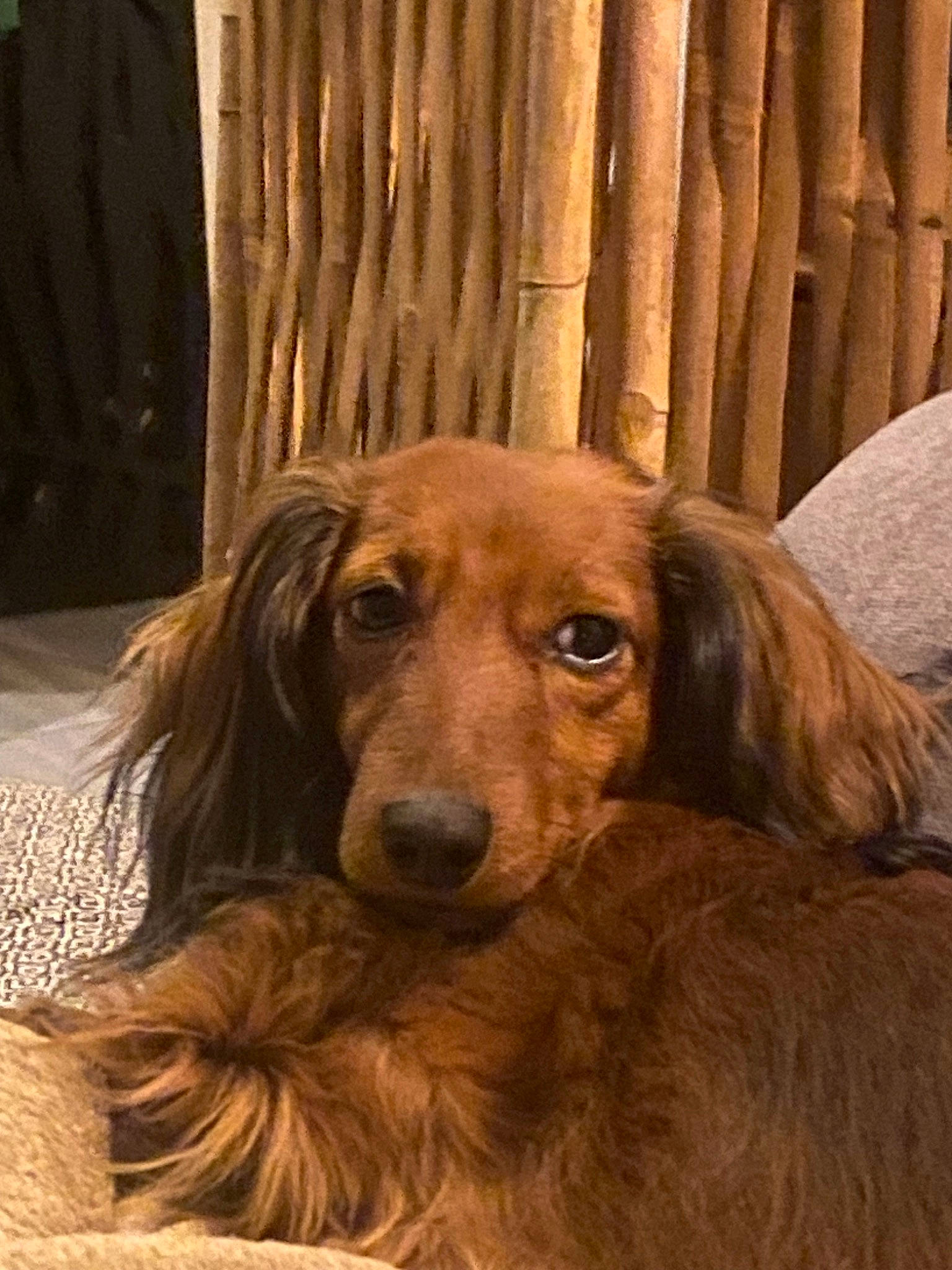 Sally participe au concours pour gagner de l'argent avec cette photo : canidae, carnivore, companion_dog, curtain, dog, dog_breed, fawn, fur, gun_dog, liver, snout, sporting_group, whiskers, wood, working_animal