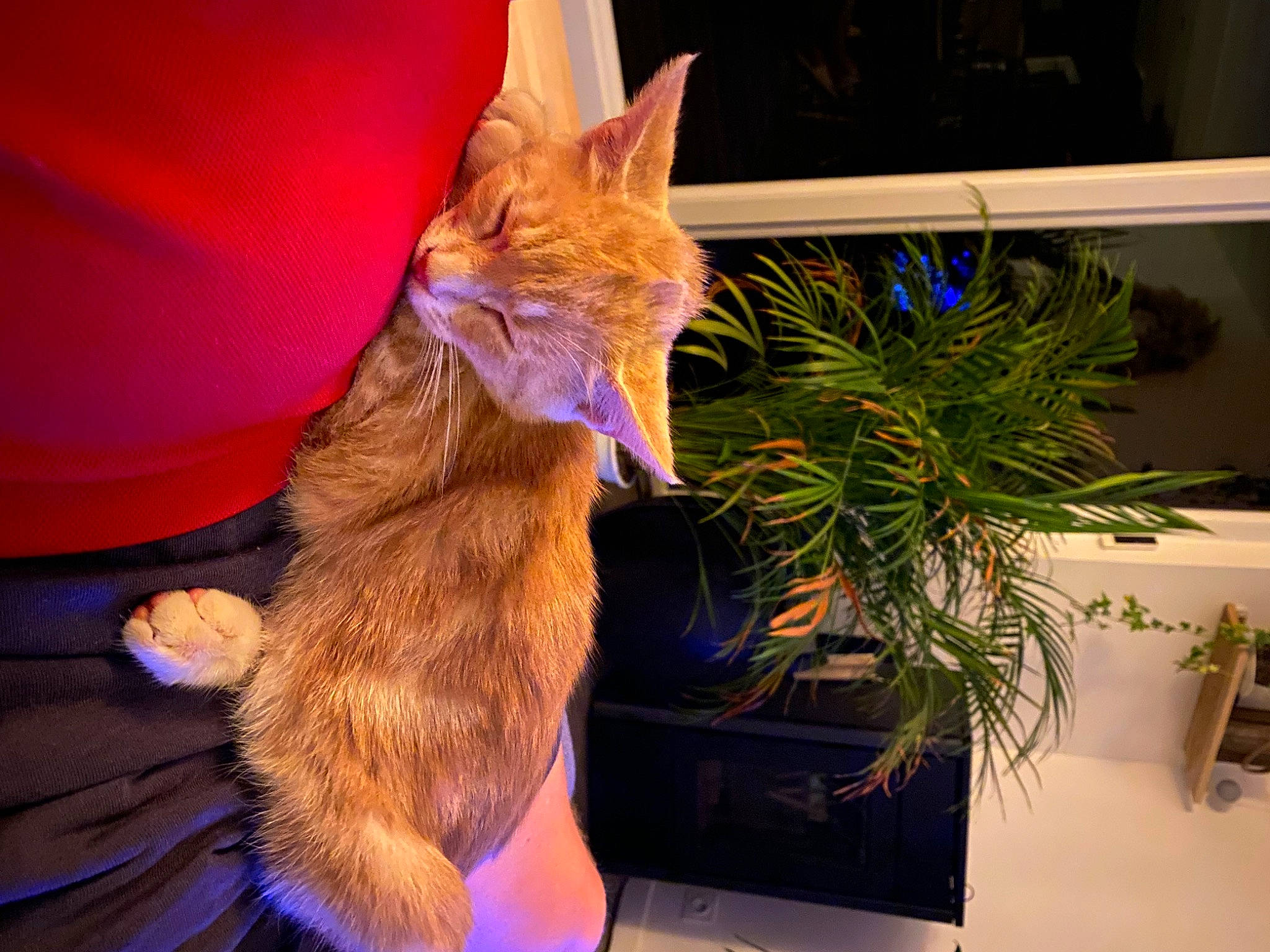 Ryo participe au concours pour gagner de l'argent avec cette photo : canidae, carnivore, cat, claw, dog_breed, domestic_short_haired_cat, electric_blue, event, fawn, felidae, flowerpot, fur, gesture, houseplant, human_leg, lap, plant, small_to_medium_sized_cats, tail, whiskers