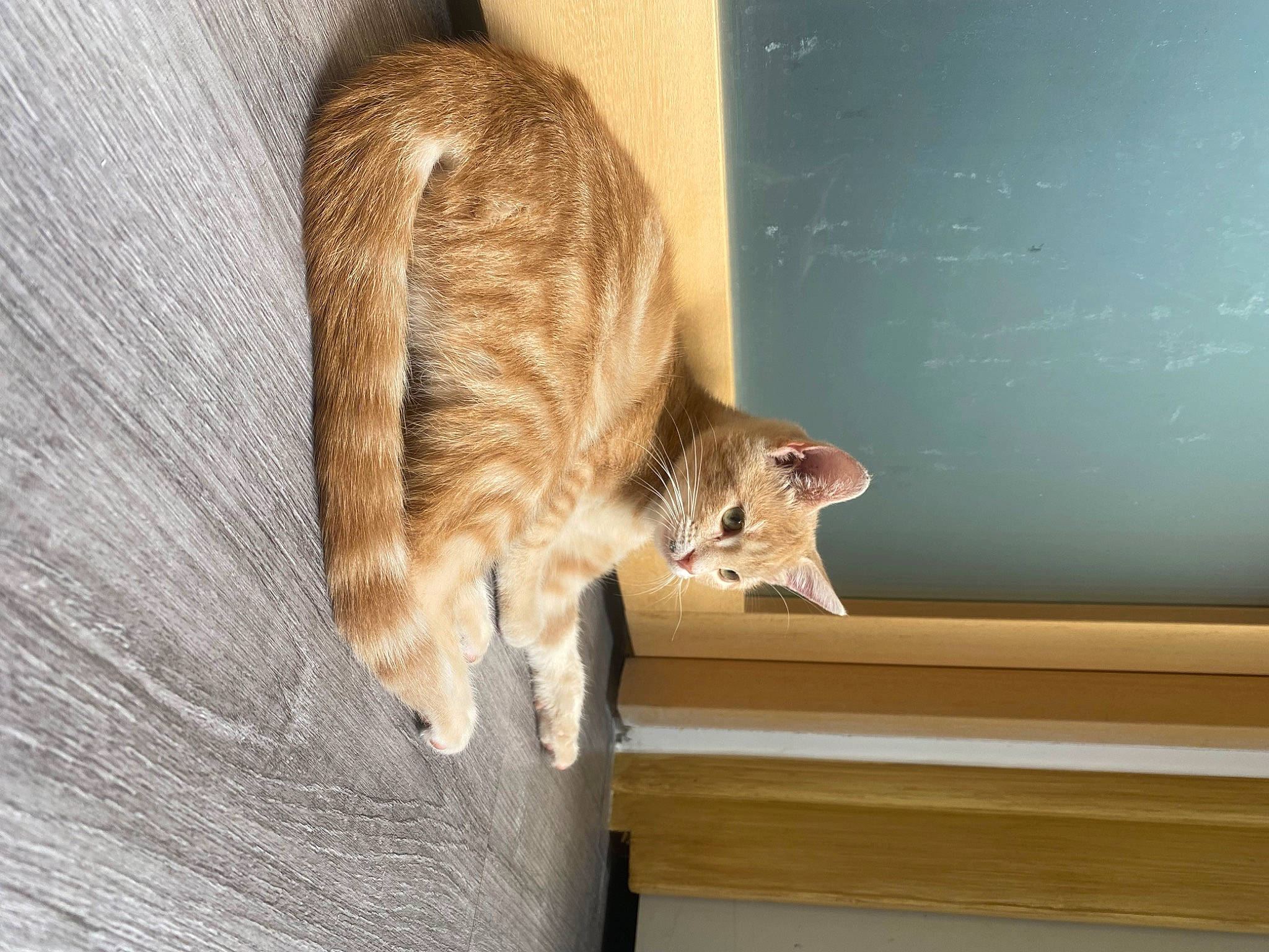 Ryo a rejoint le concours — aidez-le/la à gagner de superbes lots ! carnivore, cat, domestic_short_haired_cat, door, felidae, fur, hardwood, room, small_to_medium_sized_cats, tail, terrestrial_animal, whiskers, window, window_covering, wood