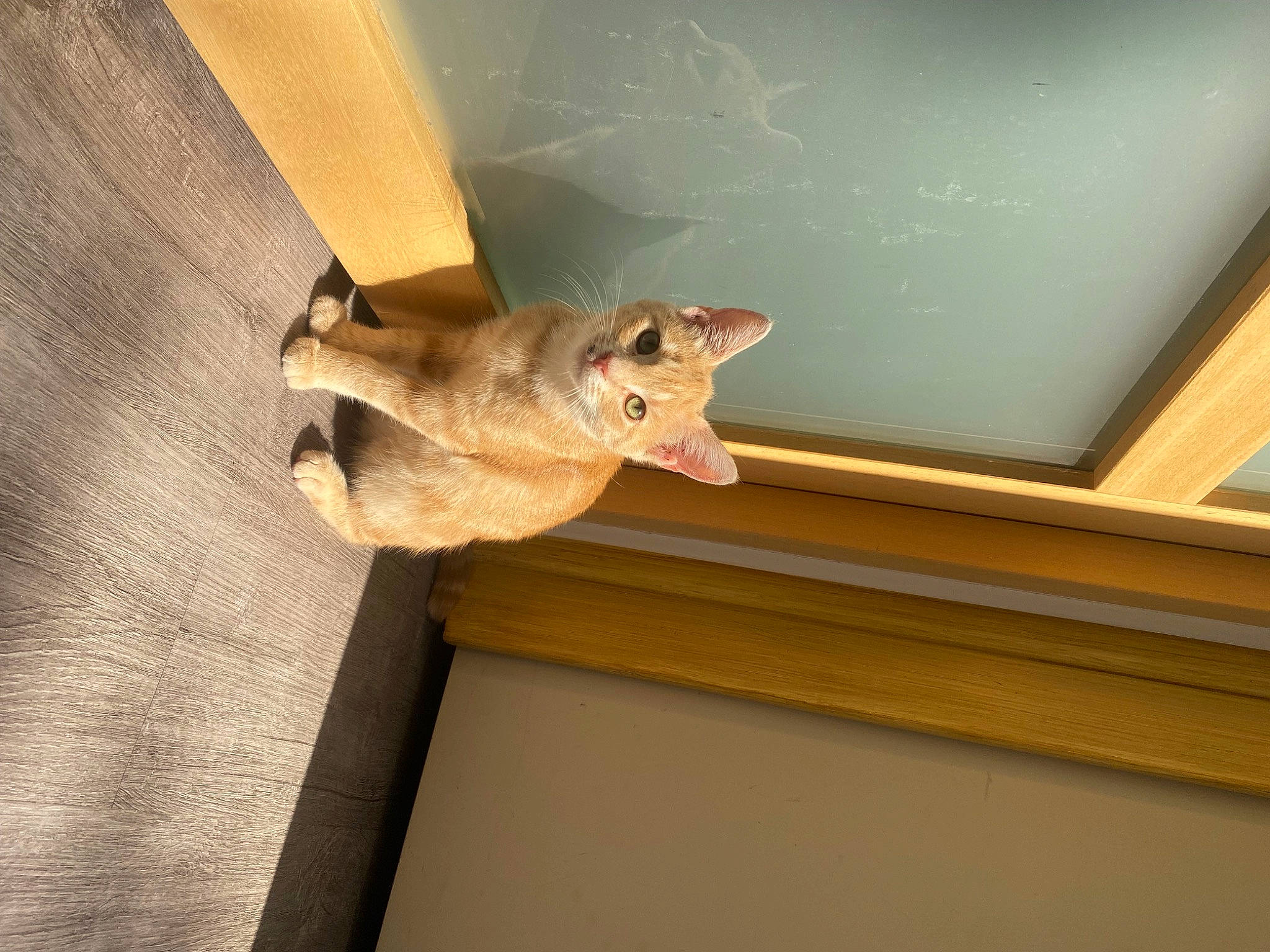 Ryo participe au concours pour gagner de l'argent avec cette photo : carnivore, cat, ceiling, domestic_short_haired_cat, fawn, felidae, flooring, fur, hardwood, plaster, room, small_to_medium_sized_cats, snout, tail, terrestrial_animal, whiskers, wildlife, window, wood