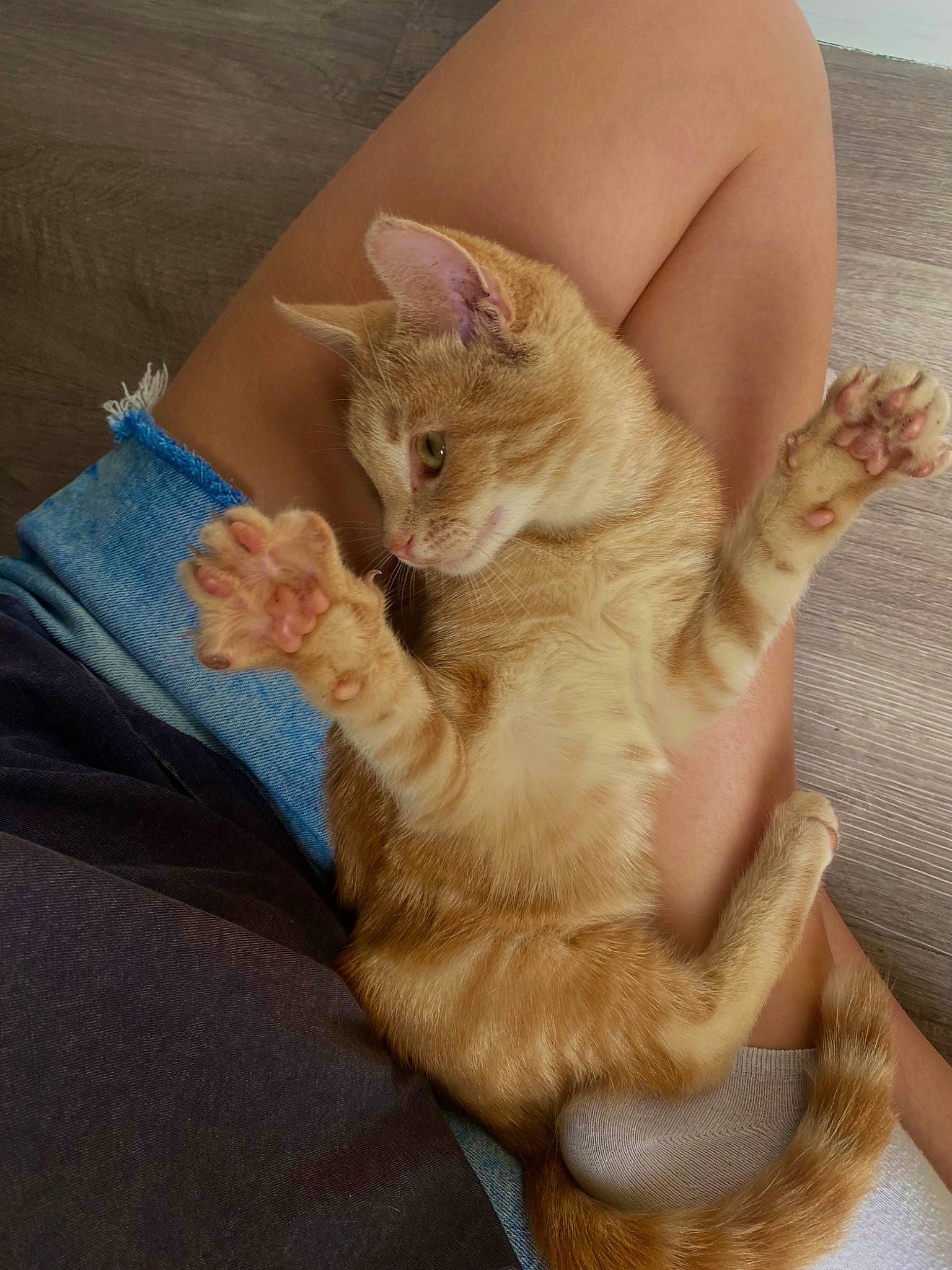 Ryo a rejoint le concours — aidez-le/la à gagner de superbes lots ! carnivore, cat, claw, comfort, domestic_short_haired_cat, ear, fawn, felidae, foot, fur, gesture, human_leg, nail, paw, small_to_medium_sized_cats, tail, whiskers