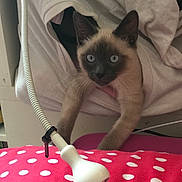 Olaf a rejoint le concours — aidez-le/la à gagner de superbes lots ! kitten, cat, siamese, sweatshirt, blanket, polka_dot, lamp, indoor, pet, curious, paws, furniture, cozy, closeup, animal, cute, young, soft, resting, home