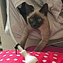kitten, cat, siamese, sweatshirt, blanket, polka_dot, lamp, indoor, pet, curious, paws, furniture, cozy, closeup, animal, cute, young, soft, resting, home