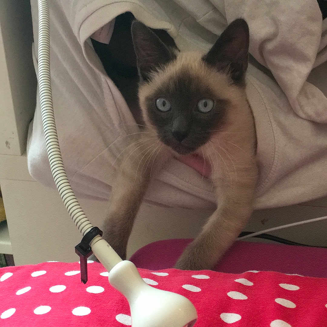 Olaf a rejoint le concours — aidez-le/la à gagner de superbes lots ! animal, blanket, cat, closeup, cozy, curious, cute, furniture, home, indoor, kitten, lamp, paws, pet, polka_dot, resting, siamese, soft, sweatshirt, young