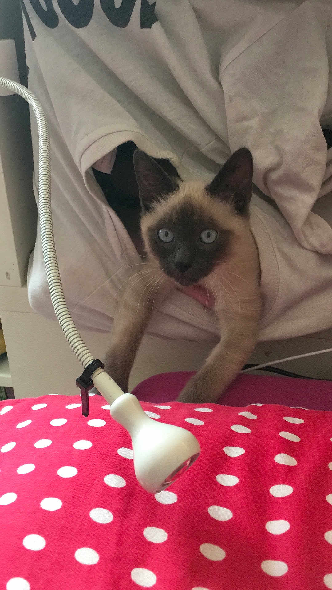 Olaf