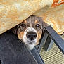 Una a rejoint le concours — aidez-le/la à gagner de superbes lots ! dog, tablecloth, leg, jeans, chair, outdoor, wooden_deck, pet, curious, resting, animal, close_up, snout, fur, nose, whiskers, brown, black, white, pattern