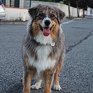 Una participe au concours pour gagner de l'argent avec cette photo : dog, animal, pet, outdoor, street, fur, tongue, happy, walking, collar, suburban, blurred_background, canine, mammal, standing, front_view, daylight, pavement, ears, friendly