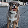 animal, blurred_background, canine, collar, daylight, dog, ears, friendly, front_view, fur, happy, mammal, outdoor, pavement, pet, standing, street, suburban, tongue, walking