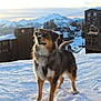 Una participe au concours pour gagner de l'argent avec cette photo : dog, snow, mountains, sunset, outdoor, animal, canine, winter, fur, village, sky, nature, landscape, scenic, cold, buildings, hill, pet, leash, sunlight