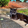 Manchas is registered to the contest to win money with this photo: cat, tuxedo_cat, outdoor, sunlight, garden, concrete, bushes, grass, playset, slide, daytime, relaxed, pet, animal, nature, whiskers, feline, resting, black_and_white, paw