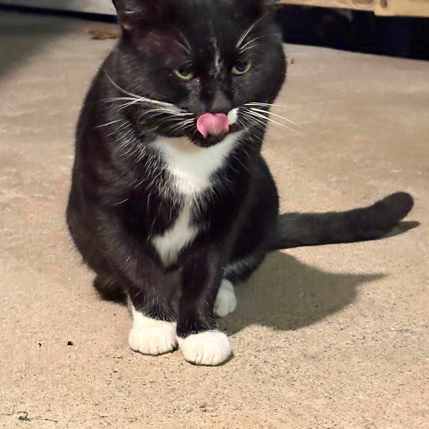 Manchas is registered to the contest to win money with this photo: cat, tuxedo_cat, black_and_white, animal, pet, licking, tongue_out, outdoor, concrete, fence, whiskers, night, shadow, sitting, cute, feline, mammal, domestic_animal, fur, ears