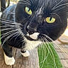 Manchas joined the competition — help win amazing prizes! cat, tuxedo_cat, close_up, whiskers, yellow_eyes, black_and_white, curious, outdoor, wooden_surface, pet, animal, feline, portrait, nature, green_grass, daylight, focused, cute, domestic_cat