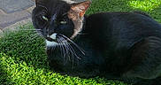 Manchas is registered to the contest to win money with this photo: cat, black_cat, white_markings, grass, outdoor, sunlight, pavement, garden, greenery, pet, animal, feline, relaxed, whiskers, ear, nature, daylight, shadows, resting, closeup