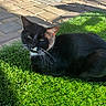 animal, black_cat, cat, closeup, daylight, ear, feline, garden, grass, greenery, nature, outdoor, pavement, pet, relaxed, resting, shadows, sunlight, whiskers, white_markings