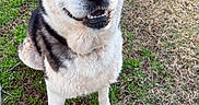 Goliath is registered to the contest to win money with this photo: animal, blue_eyes, canine, closeup, cute, dog, friendly, fur, grass, happy, husky, looking_up, mammal, nature, outdoor, pet, playful, portrait, sitting, smiling