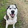 Goliath joined the competition — help win amazing prizes! animal, blue_eyes, canine, closeup, cute, daylight, dog, friendly, fur, grass, happy, husky, mammal, nature, outdoor, pet, portrait, sitting, smiling, tongue