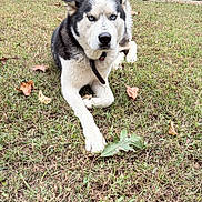 Goliath is registered to the contest to win money with this photo: dog, husky, blue_eyes, pet, animal, outdoor, grass, leaf, collar, lying_down, canine, nature, mammal, fur, watchful, daylight, backyard, domestic_animal, relaxed, alert