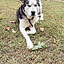 dog, husky, blue_eyes, pet, animal, outdoor, grass, leaf, collar, lying_down, canine, nature, mammal, fur, watchful, daylight, backyard, domestic_animal, relaxed, alert