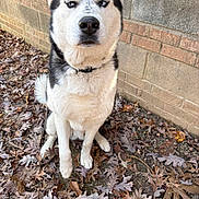 Goliath is registered to the contest to win money with this photo: alert, animal, autumn_leaves, blue_eyes, brick_wall, canine, closeup, collar, dog, ears, expression, fur, ground, husky, leaf_litter, nature, outdoor, pet, portrait, sitting