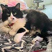 Stevie is registered to the contest to win money with this photo: cat, black_and_white, fluffy, pet, indoor, bedspread, patterned, green_eyes, pillow, feline, relaxed, whiskers, paw, collar, cat_tree, carpet, window, domestic, cute, closeup