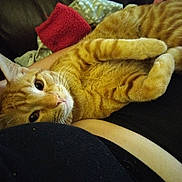 Simba is registered to the contest to win money with this photo: animal, cat, close_up, comfort, couch, cozy, curious_eyes, domestic_cat, feline, fur, home, indoor, lap, orange_tabby, person, pet, relaxed, resting, soft_fabric, whiskers