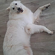 Snow participe au concours pour gagner de l'argent avec cette photo : dog, white_dog, lying_down, floor, wooden_floor, pet, smiling, happy, fluffy, canine, domestic_animal, indoor, fur, animal, paw, tail, relaxed, looking_up, chair_leg, cute