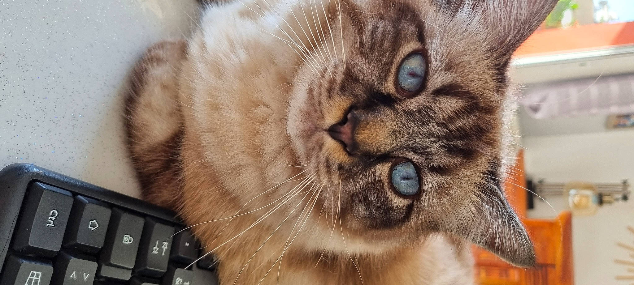 Rio participe au concours pour gagner de l'argent avec cette photo : carnivore, cat, claw, close_up, computer_keyboard, domestic_short_haired_cat, felidae, fur, input_device, paw, peripheral, small_to_medium_sized_cats, terrestrial_animal, whiskers, wildlife, window