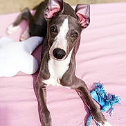 Pacome participe au concours pour gagner de l'argent avec cette photo : dog, puppy, grey_and_white, ears, pink_blanket, blue_rope_toy, white_pillow, outdoor, sunlight, curious, lying_down, pet, animal, cute, playful, young_dog, toy, relaxed, looking_at_camera, nose