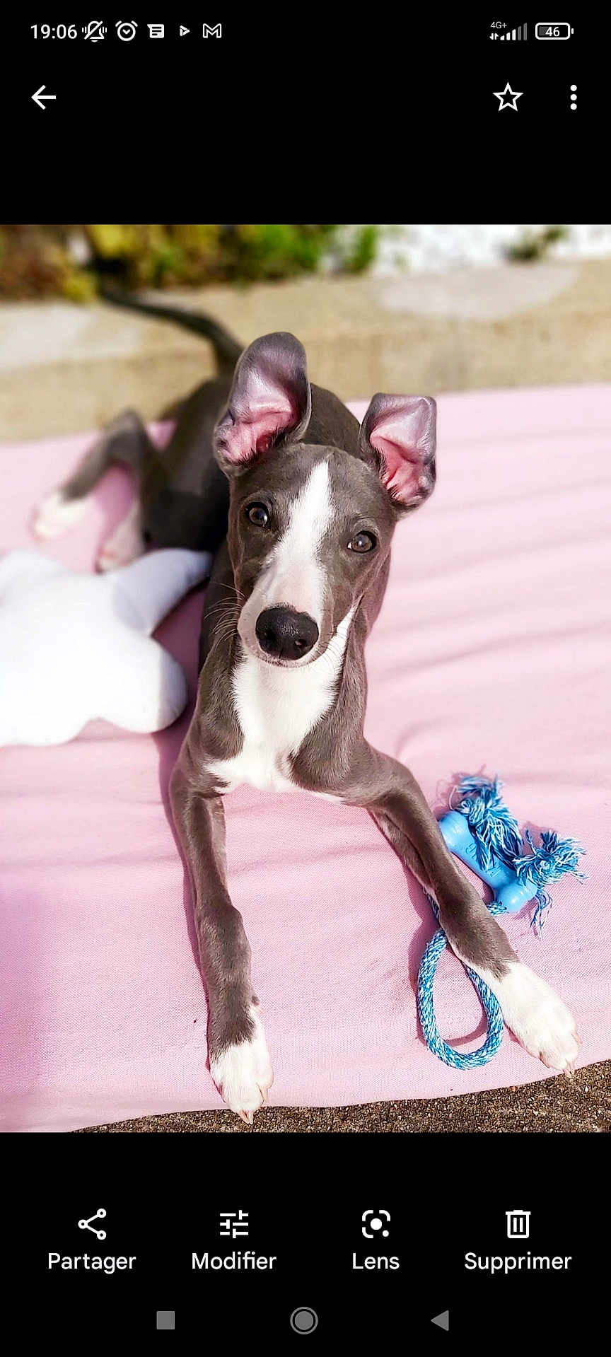 Pacome participe au concours pour gagner de l'argent avec cette photo : dog, puppy, grey_and_white, ears, pink_blanket, blue_rope_toy, white_pillow, outdoor, sunlight, curious, lying_down, pet, animal, cute, playful, young_dog, toy, relaxed, looking_at_camera, nose