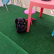Princesse participe au concours pour gagner de l'argent avec cette photo : cat, black_cat, green_eyes, carpet, pink_table, pink_stool, balcony, patio, decorative_panels, indoor, pet, animal, feline, sitting, calm, colorful, contrast, floor, furniture, domestic