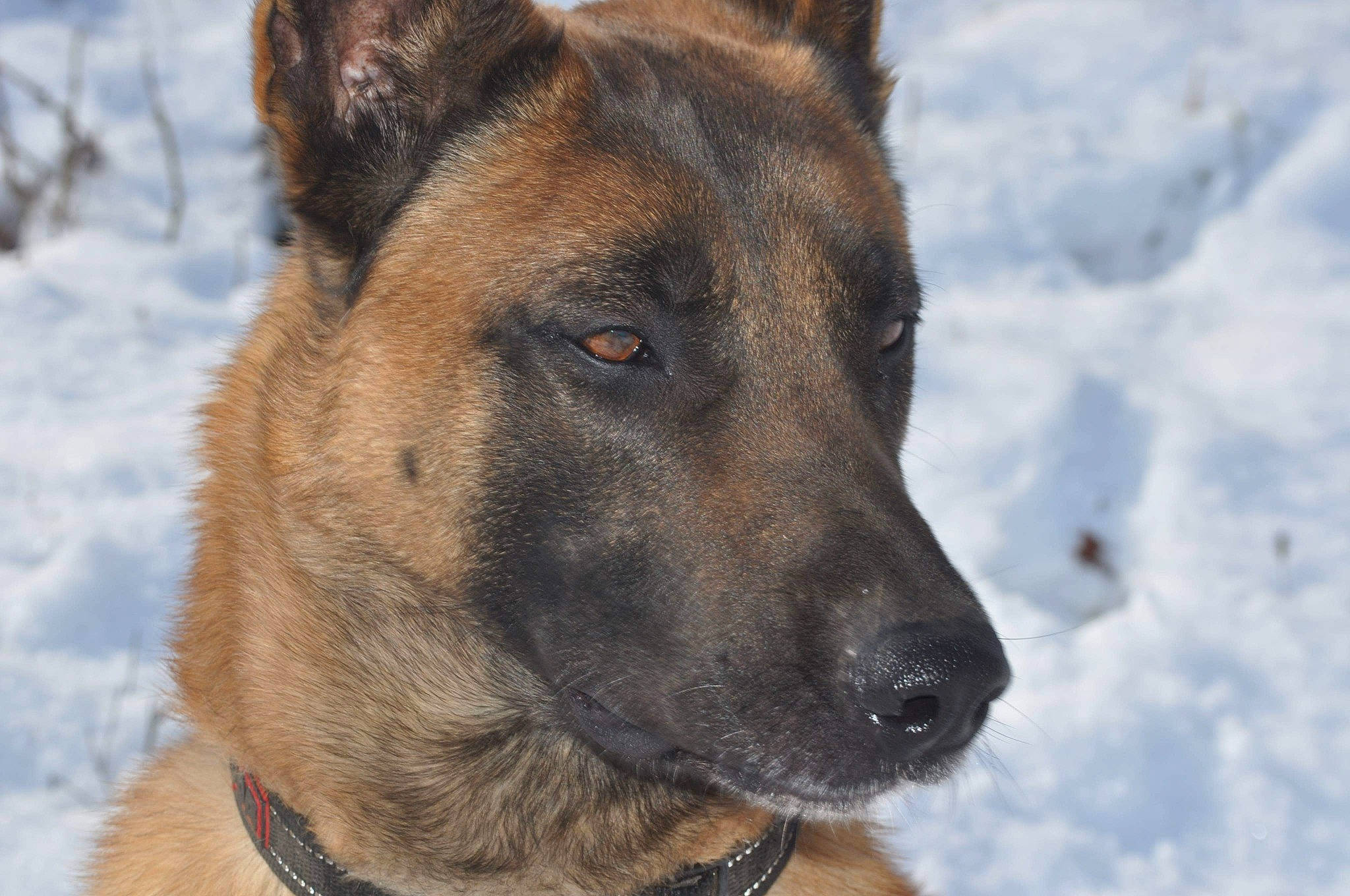 Bart a rejoint le concours — aidez-le/la à gagner de superbes lots ! alano_espanol, belgian_shepherd, belgian_shepherd_malinois, canidae, carnivore, dog, dog_breed, east_european_shepherd, fawn, german_shepherd_dog, king_shepherd, kunming_wolfdog, mammal, norwegian_elkhound, old_german_shepherd_dog, rare_breed_dog, shiloh_shepherd_dog, snout, tervuren, vertebrate