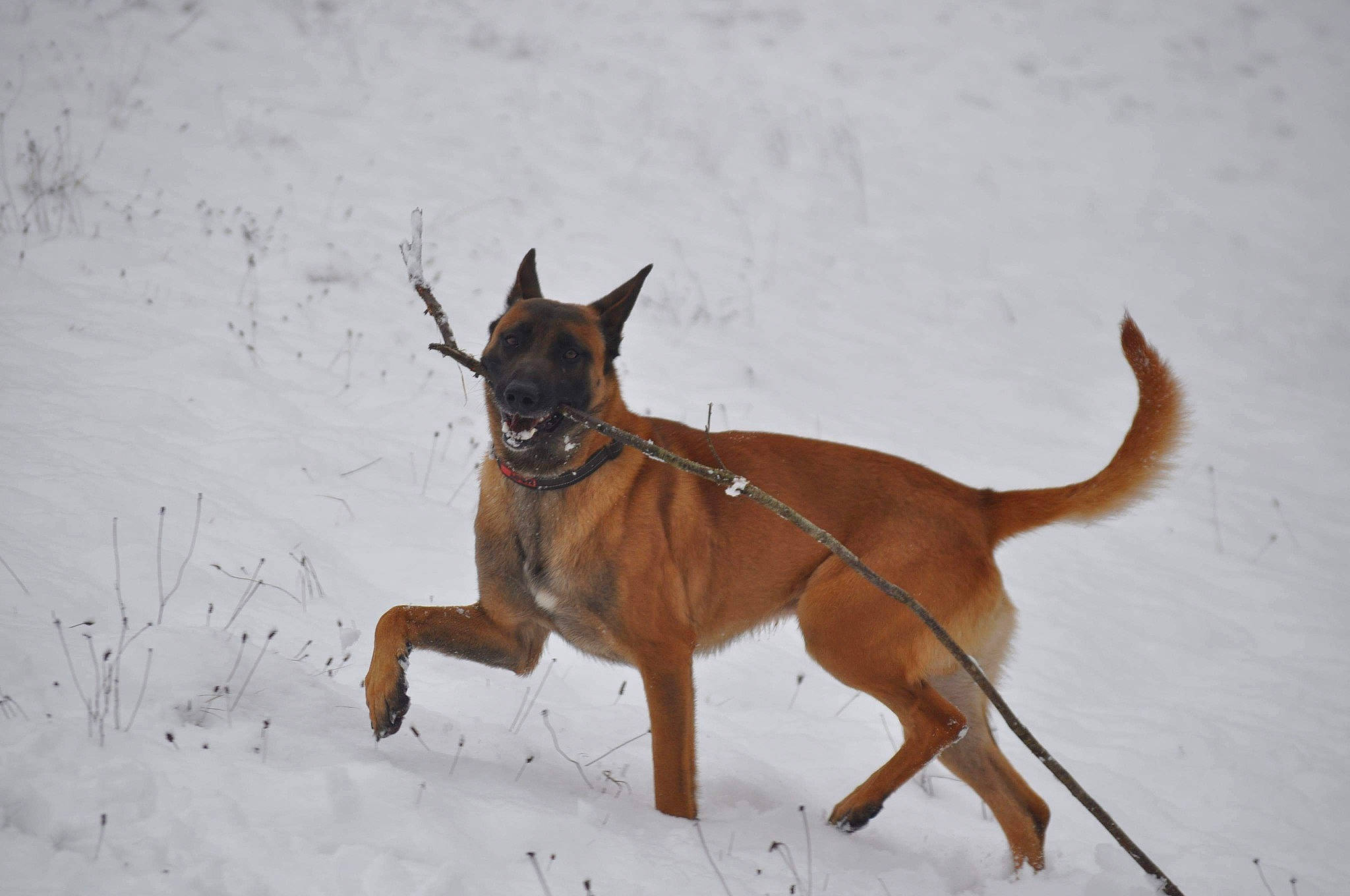 Bart a rejoint le concours — aidez-le/la à gagner de superbes lots ! belgian_shepherd, belgian_shepherd_malinois, canidae, carnivore, dog, dog_breed, fawn, mammal, snow, sporting_group