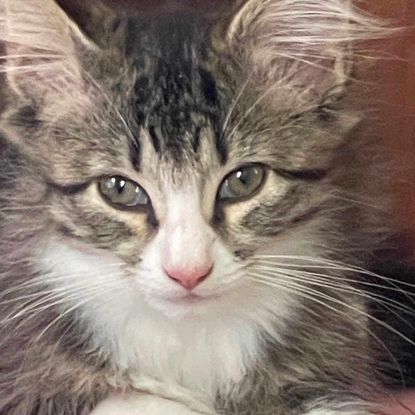 Shirl joined the competition — help win amazing prizes! cat, kitten, tabby, close_up, fluffy, green_eyes, pink_nose, whiskers, paws, resting, cute, pet, animal, indoor, soft_texture, fur, young_cat, face, portrait, calm