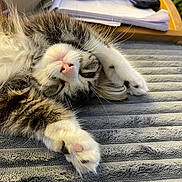 Shirl is registered to the contest to win money with this photo: cat, tabby, fluffy, paw, sleepy, upside_down, blanket, gray, remote_control, papers, cozy, indoor, pet, whiskers, fur, cute, relaxed, closeup, stretching, nose