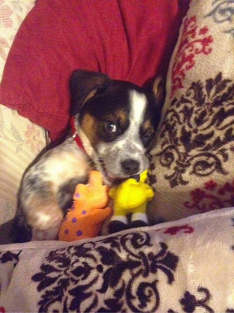 Sparky joined the competition — help win amazing prizes! bored, canidae, carnivore, chihuahua, comfort, companion_dog, couch, dog, dog_breed, fawn, linens, paw, plant, puppy_love, snout, sporting_group, terrestrial_animal, texas_heeler, toy_dog, working_animal