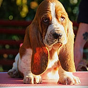 Nelly joined the competition — help win amazing prizes! animal, basset_hound, blurred_background, canine, closeup, dog, droopy_ears, ears, expression, face, fur, mammal, nature, outdoor, person, pet, puppy, sunlight, table, tattoo