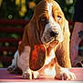 animal, basset_hound, blurred_background, canine, closeup, dog, droopy_ears, ears, expression, face, fur, mammal, nature, outdoor, person, pet, puppy, sunlight, table, tattoo