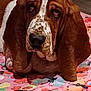 animal, basset_hound, blanket, brown, colorful, cute, dog, domestic_animal, ears, face, fur, indoor, lying_down, mammal, pattern, pet, pink, resting, sleepy, white