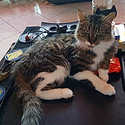 Coco a rejoint le concours — aidez-le/la à gagner de superbes lots ! american_shorthair, carnivoran, cat, cat_like_mammal, domestic_short_haired_cat, dragon_li, european_shorthair, fur, kitten, mammal, small_to_medium_sized_cats, tabby_cat, vertebrate, whiskers